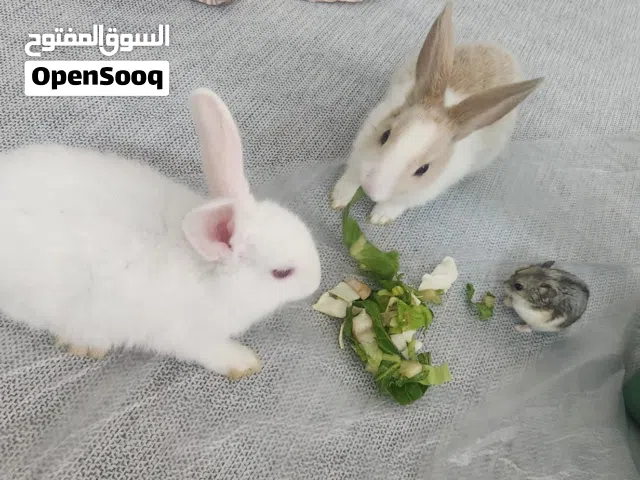 Healthy and Friendly Pet Bunny Available  - PET ONLY