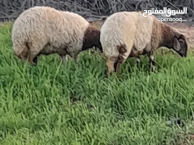 فطايم للبيع