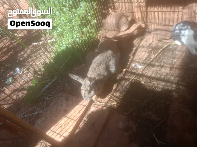 أرانب العمر 4شهور 7اناثي واحد ذكر