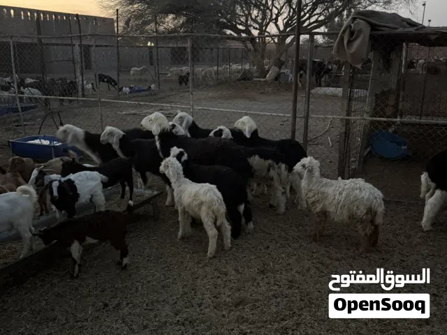 اضاحي الدار للبيع و ذبايح الدار  للبيع في راس الخيمه للجادين