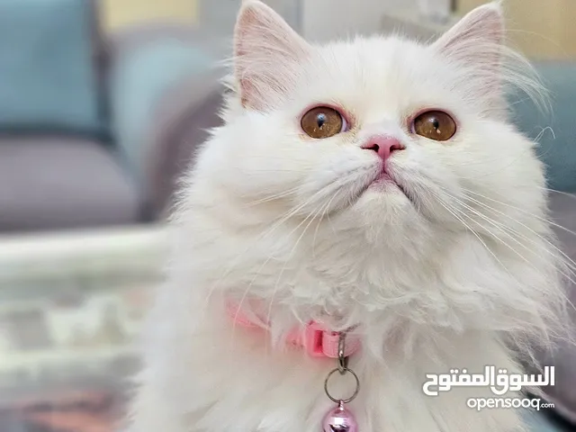 شيرازي هاف بيكي بيور بلون الابيض والبيج بحجم جامبو مستويات جميلة وشعر طويل كثيف