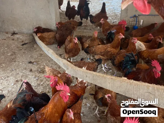 بيض دجاج هجين فرنسي