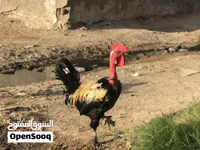 ديج للبيع (ابو رگيبه)