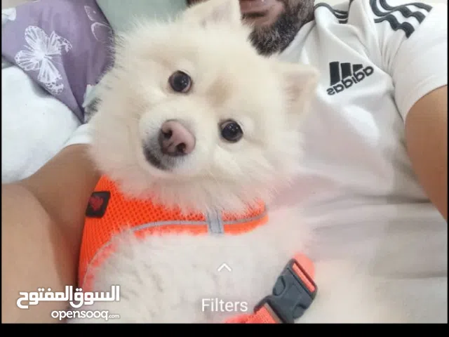 Pomeranian for sale well-groomed, vaccinated