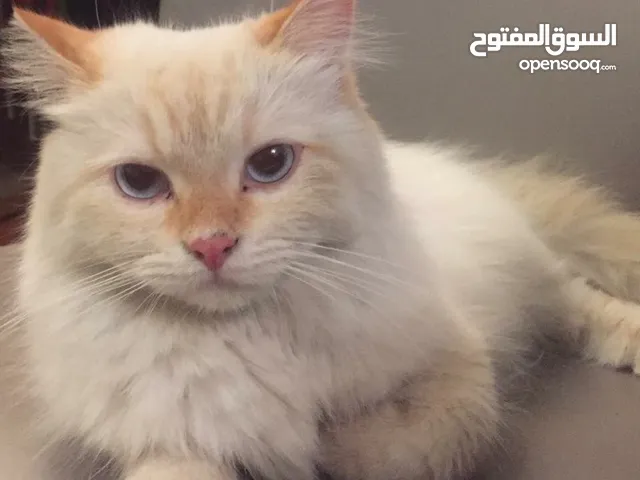 قط هيمالايا للتبني