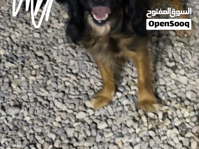 للبيع كلبين كوكر اسبانيل