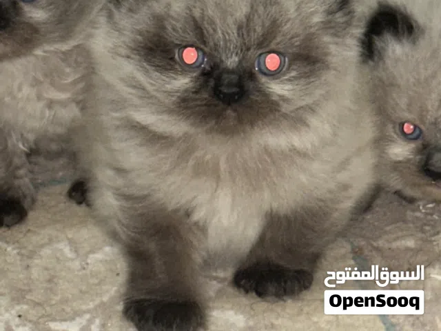 قطط بيرمان انتاج العمر الان 40 يوم جاهز للاستلام