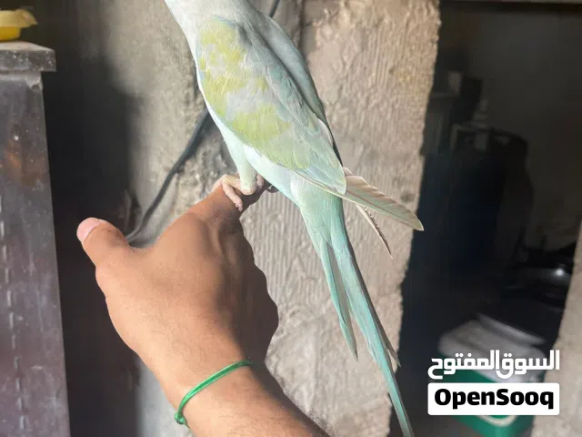 للبيع ببغاء متو /  for sale Parrot