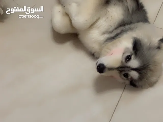 نثية هاسكي