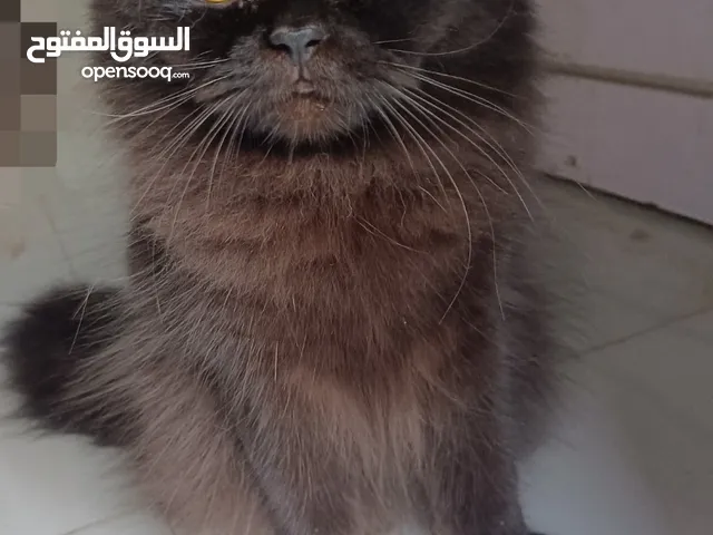 اثنين قطط للتبني ذكر وانثى