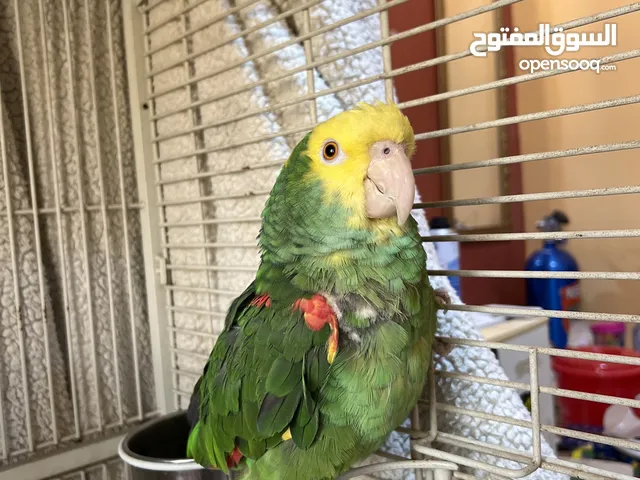 طير أمازون دبل يلو