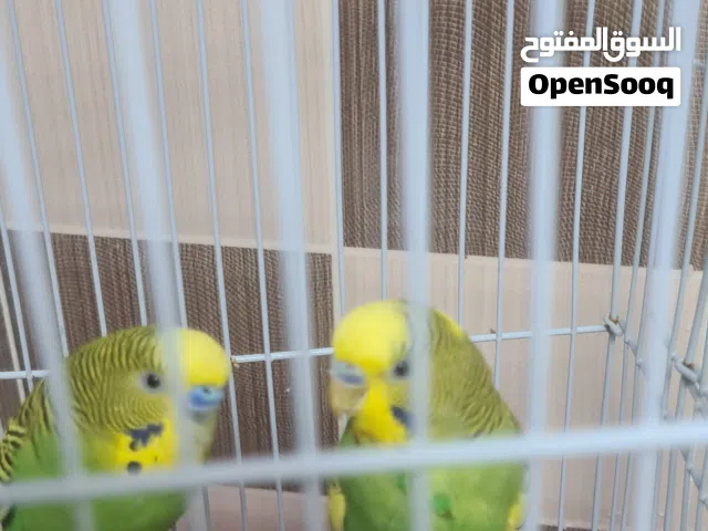 طيور بادجي اثنين