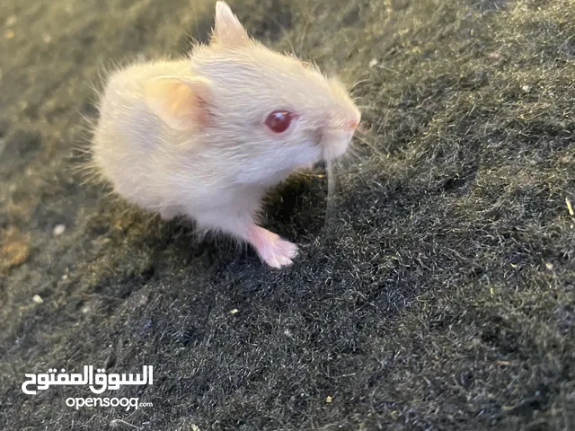 هامستر روسي عمر شهر فقط