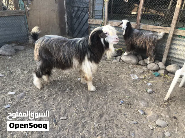 الحمدلله من قبل ومن بعد تم البيع