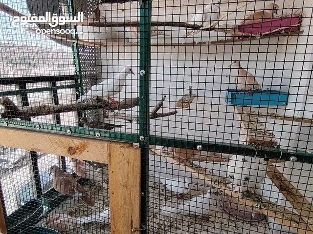 حمام ياكريم