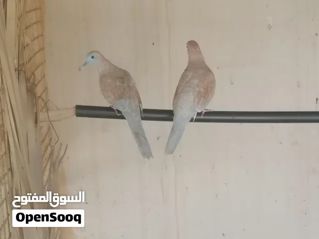 زوج زيبرى دوف الاورنج
