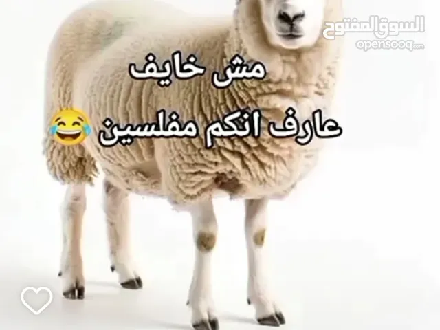 يوجد خدمت ذبح الضحي في منزلكم