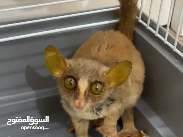 قرد بوش بيبي عمره تقريبا 8 شهور حجم الصغير