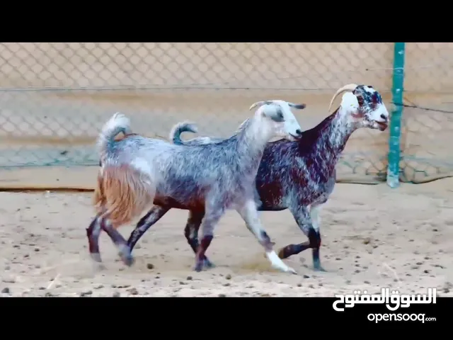 ماعز رصاصي