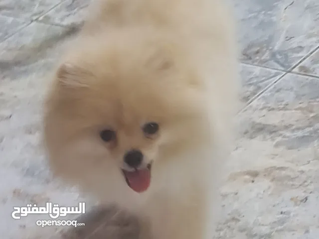 انثى سوبر مني بو