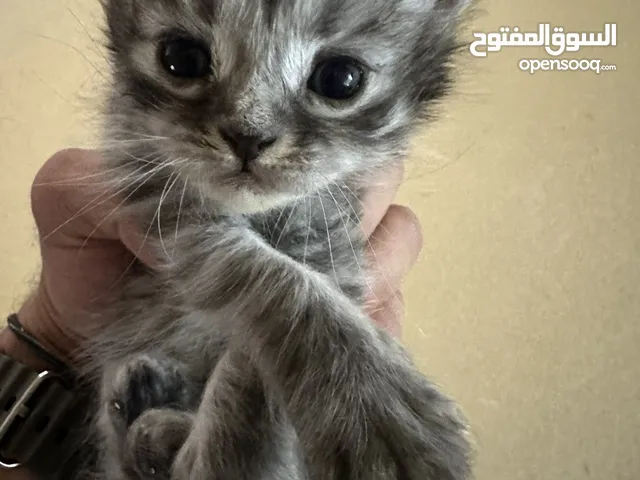 3 قطط للبيع هميلايا