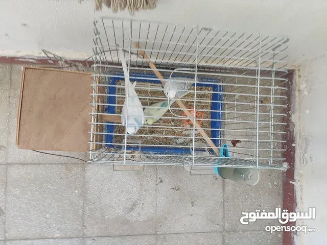 3ذكوره بقلينو
