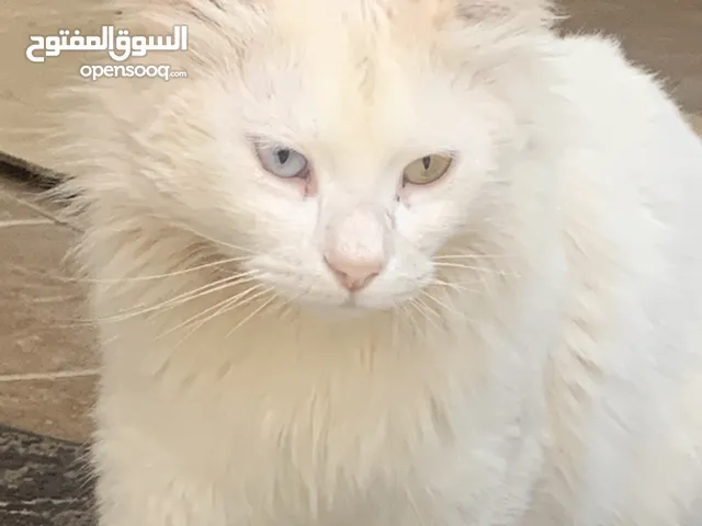 قط تركي رائع