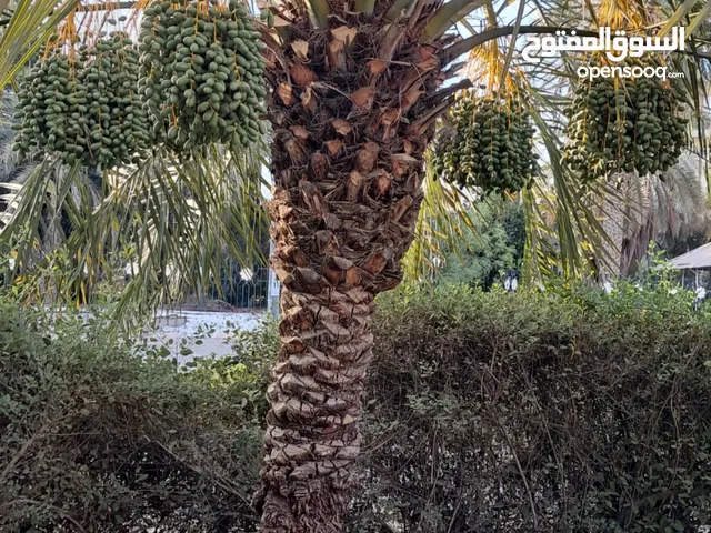 نقل وزراعة النخيل