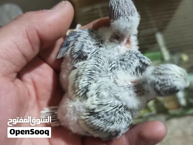 جوز حب معهم فرخين
