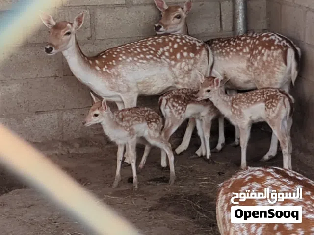 Baby Deer 3 deers