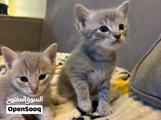 قطط للبيع العمر شهر و نص