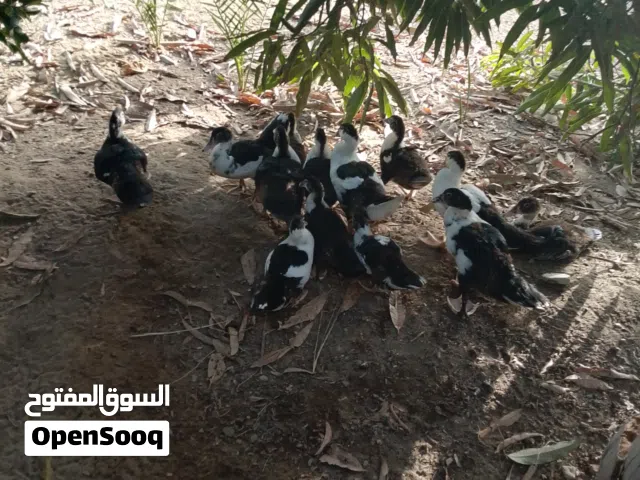 بط مصري للبيع الحبه ريالين