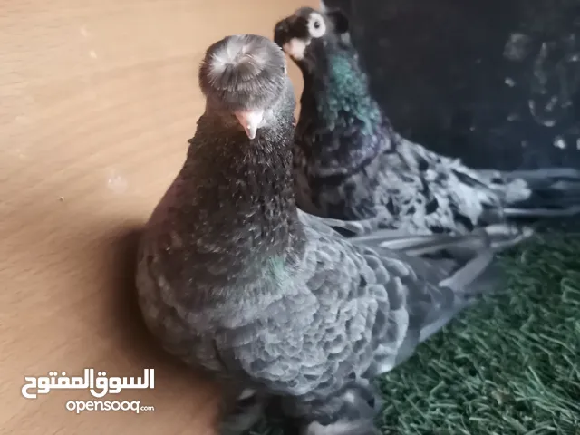 متاح جوز  شغالات الفحل روسي والطير مكاوية سرول خشن الجوز تحتهم فرخ فقس اجديد بالصلاة على النبي موجود