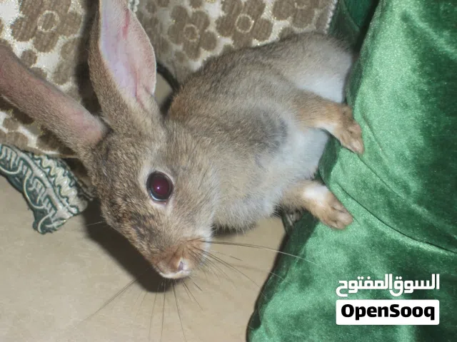 ارنب لطيف دكر