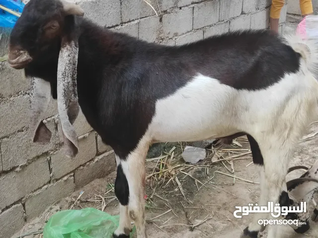 لبيع فحل حجازي
