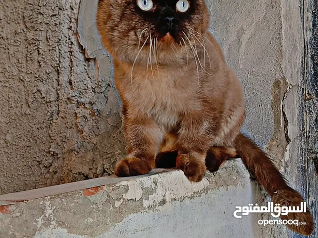 قطط للبدل علا كلب اهم اشي مش بلدي