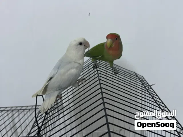 زوج غنادير نثيه وفحل متوالفات وبصحه كلش زينه