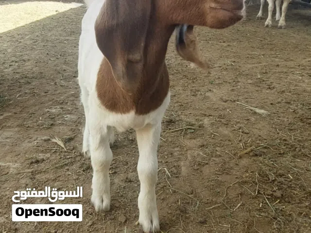 صخل وصخله بورقوت بيور للبيع