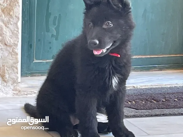 كلب جيرمان شيبرد اسود عمر 3 شهور . كامل التطعيمات German Shepard black female 3 months old