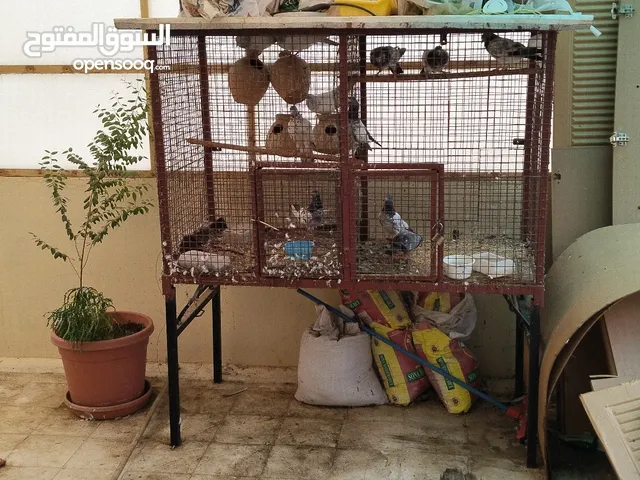 Heavy steel  big cage for sale