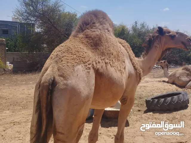 السلام عليكم جمل ثني اضحيه للبيع الله ايبارك