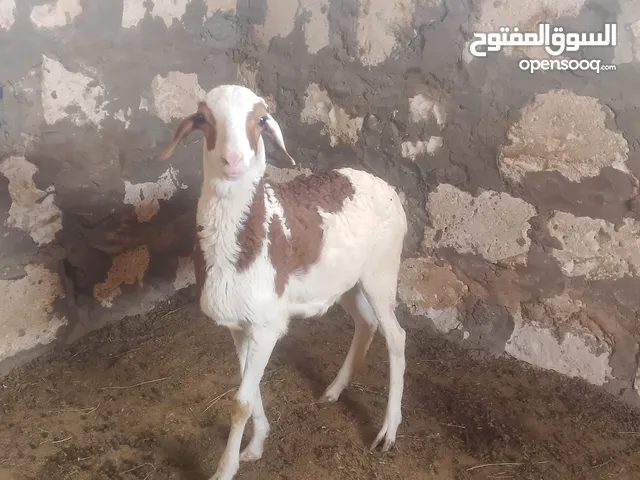 حولي تهري للبيع العمر 6اشهور ونص