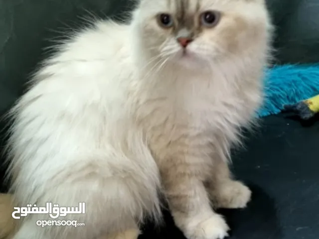 قطتين هملايا اقرأ الوصف