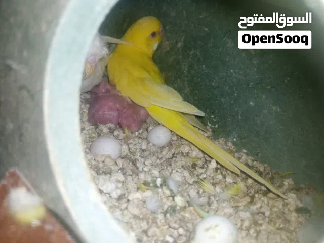 طيور حب للبيع تحتو فراخ مطير للبيع