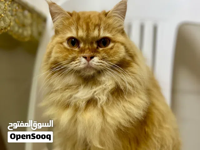 قطة شيرازية للبيع لدواعي السفر