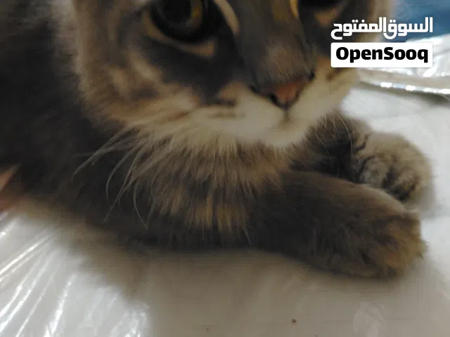قط شيرازي للتمني