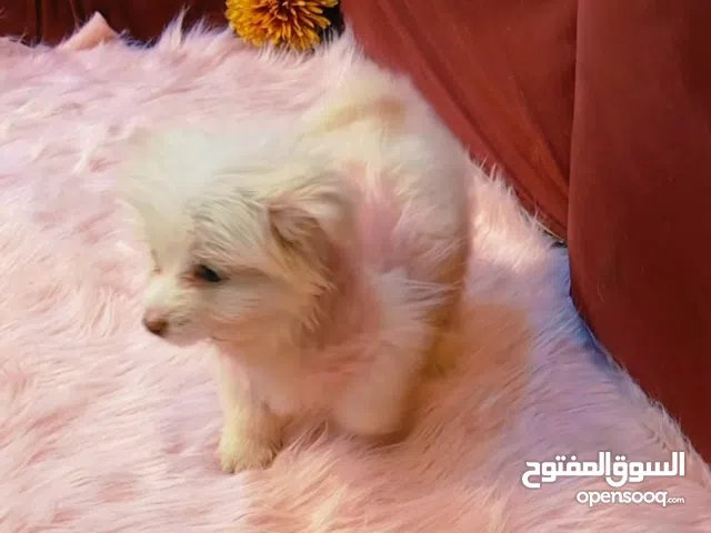 جراوي بمورينيان