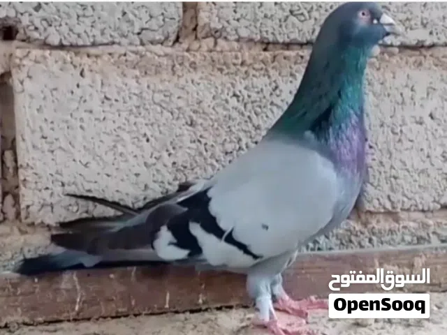 دكر روماني  حجم ماشاء الله