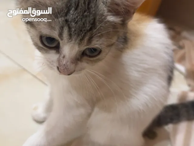 قط للتبني .....