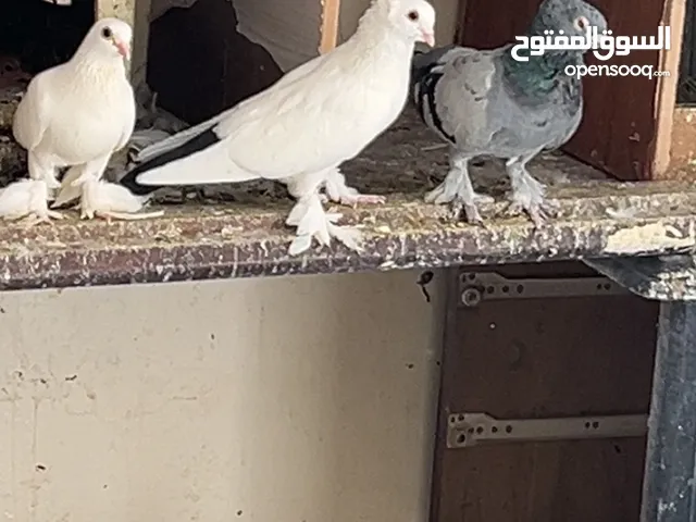 حمام أنواع مشكله